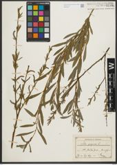 Foto von Salix purpurea L.
